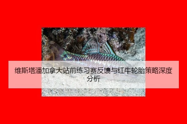 维斯塔潘加拿大站前练习赛反馈与红牛轮胎策略深度分析